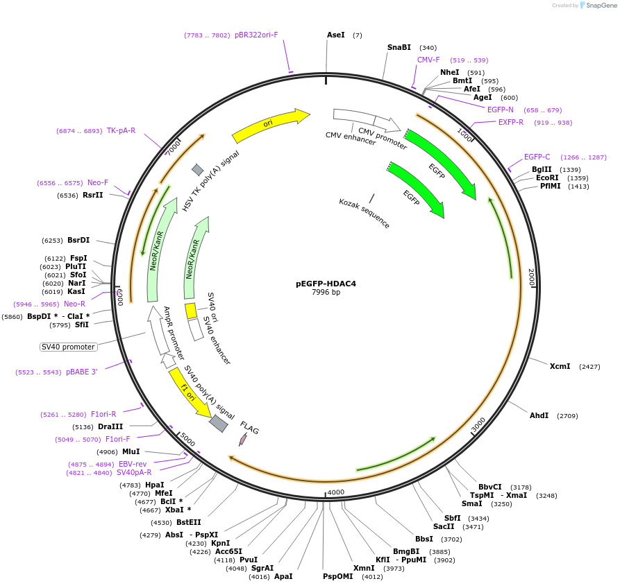 45636-plasmid-map-sequence-id-247075
