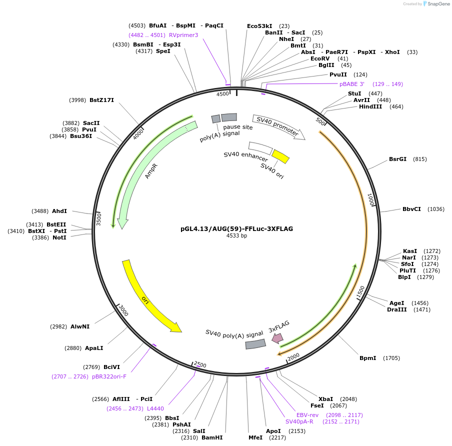 127337-plasmid-map-sequence-id-247082