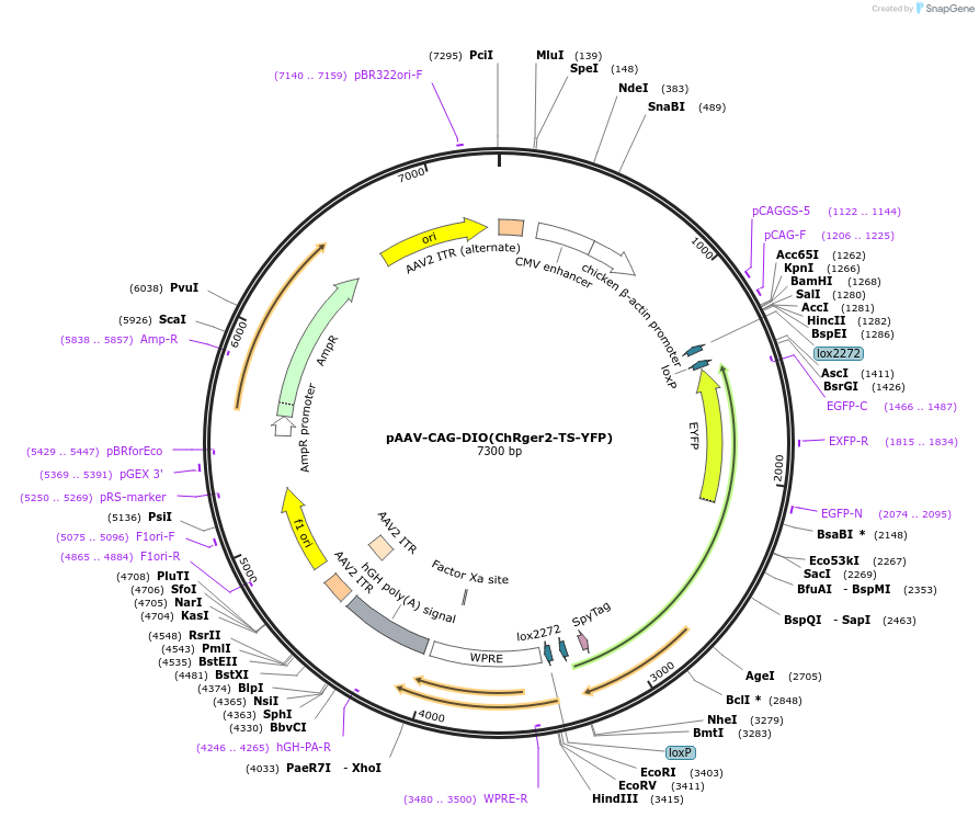 127239-plasmid-map-sequence-id-247086