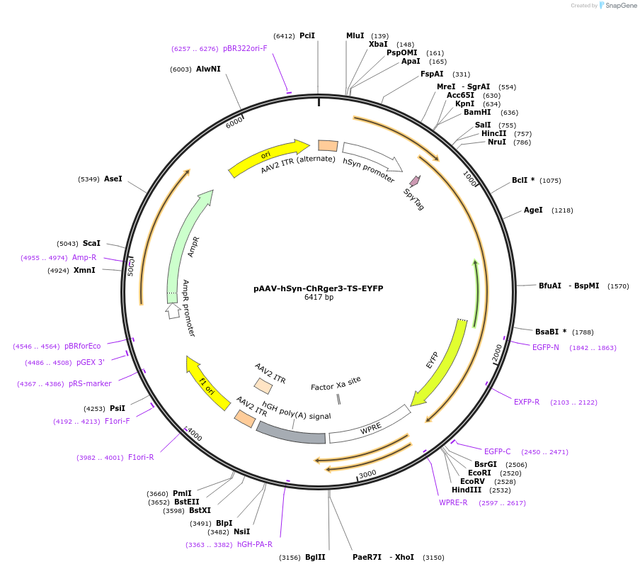 127240-plasmid-map-sequence-id-247091