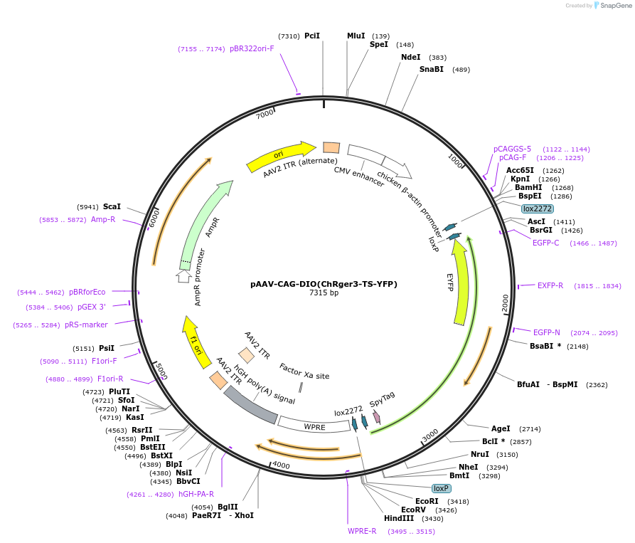 127242-plasmid-map-sequence-id-247106
