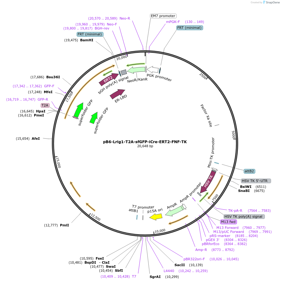 126651-plasmid-map-sequence-id-247126