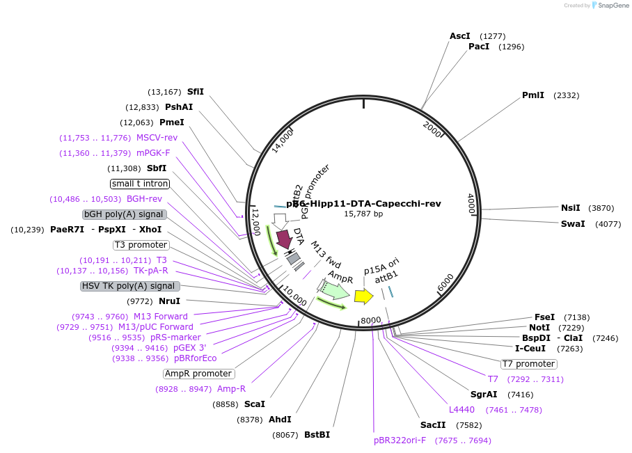 127054-plasmid-map-sequence-id-247133