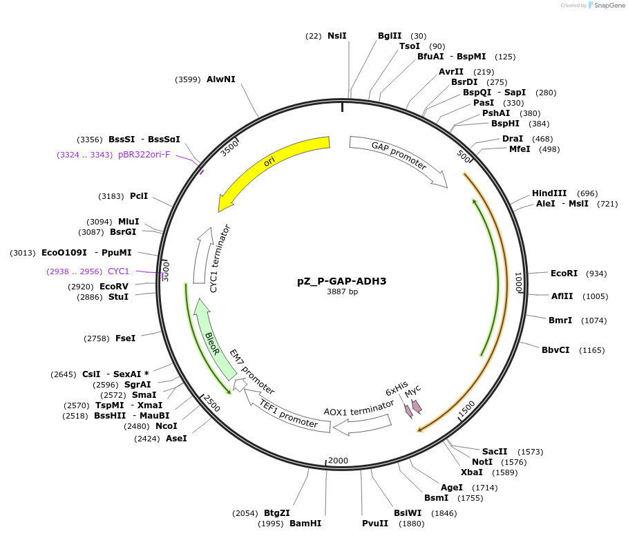 126710-plasmid-map-sequence-id-247137