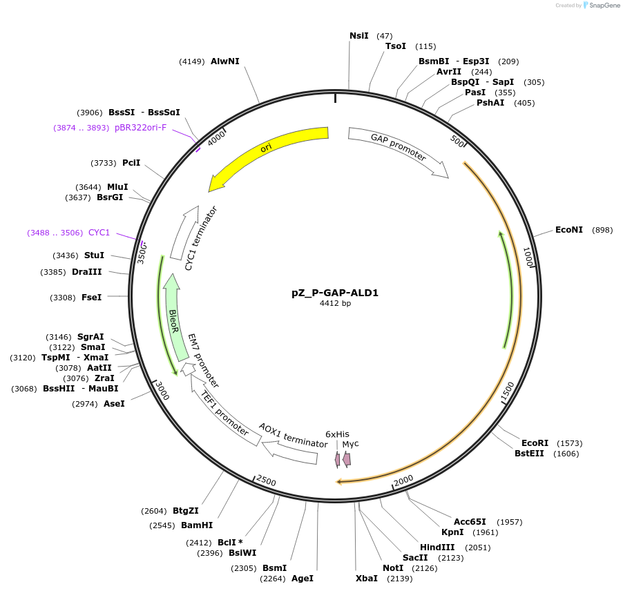 126711-plasmid-map-sequence-id-247138