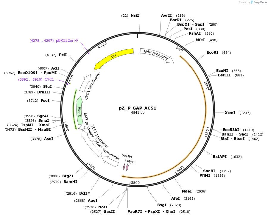 126712-plasmid-map-sequence-id-247141