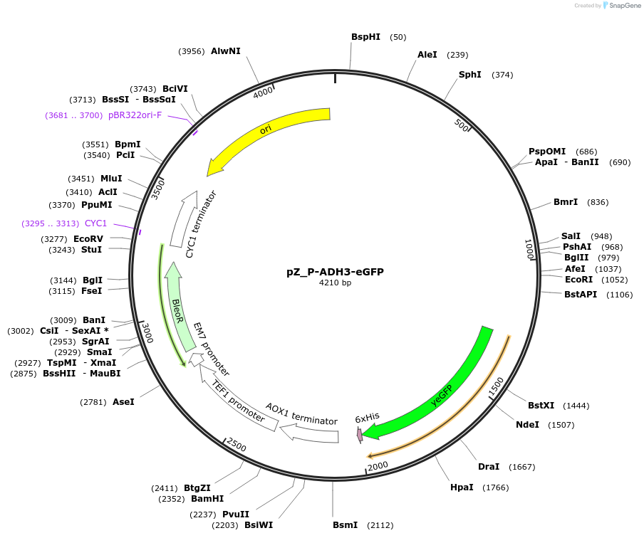 126713-plasmid-map-sequence-id-247143