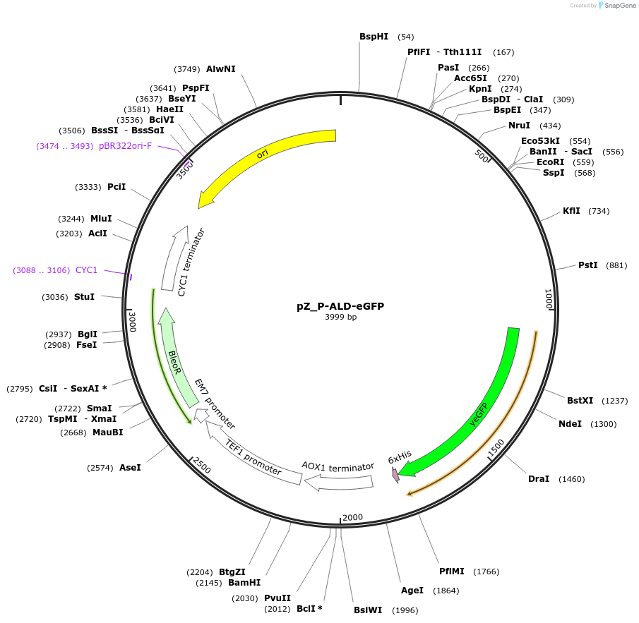 126714-plasmid-map-sequence-id-247145