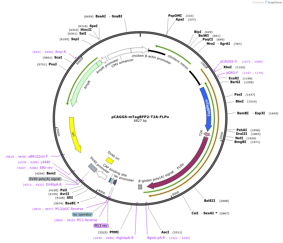 124834-plasmid-map-sequence-id-247146