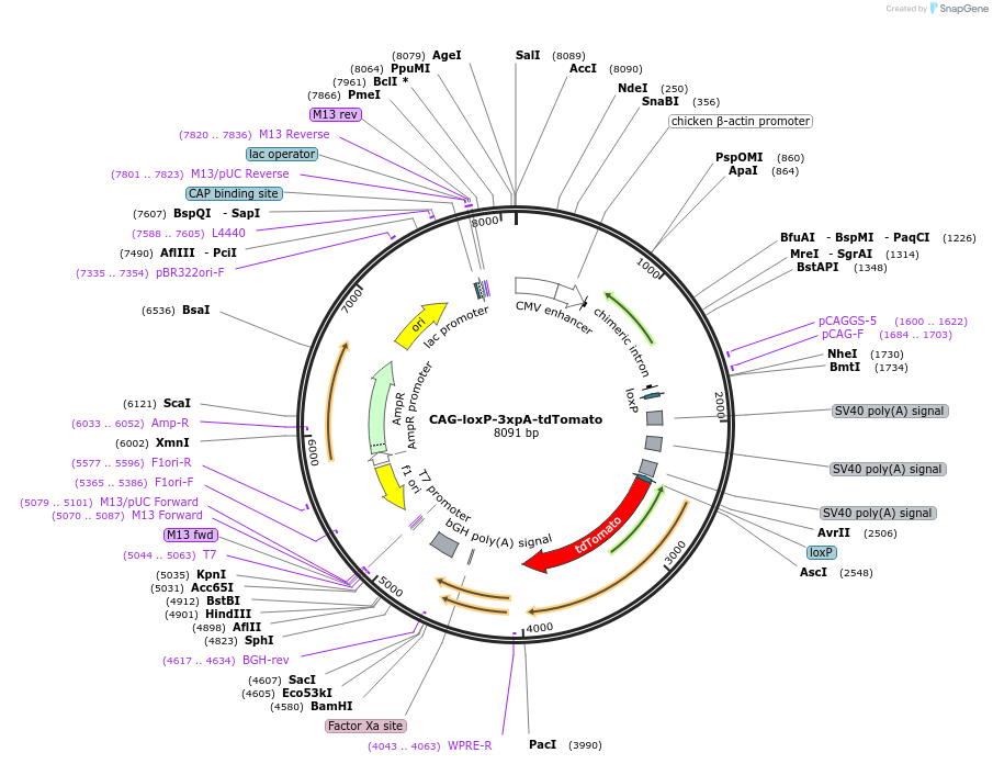 126925-plasmid-map-sequence-id-247154