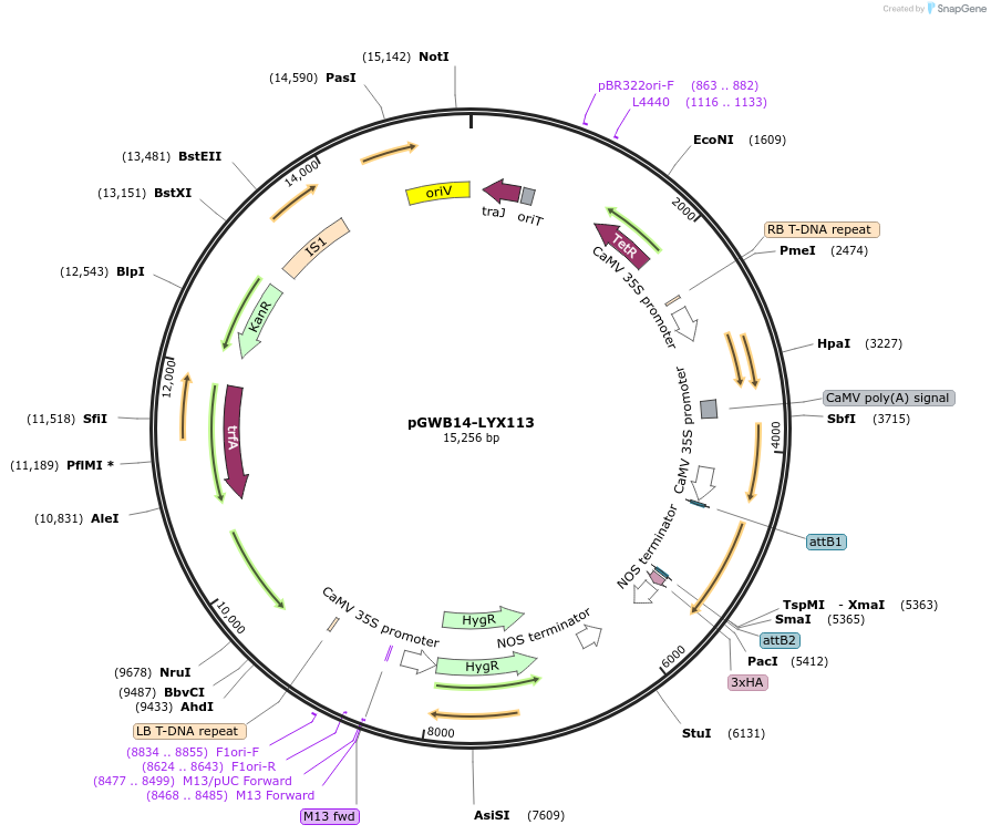 126331-plasmid-map-sequence-id-247190
