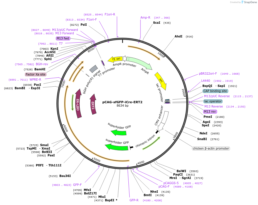 125749-plasmid-map-sequence-id-247195