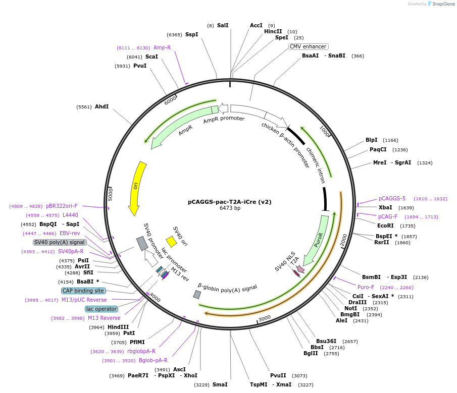 125821-plasmid-map-sequence-id-247197