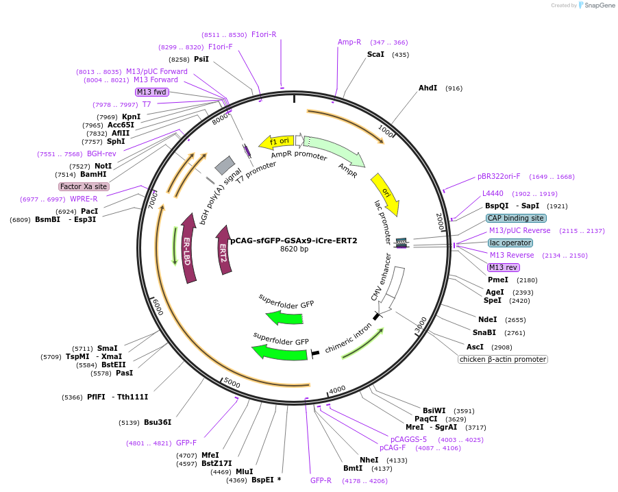 125748-plasmid-map-sequence-id-247198