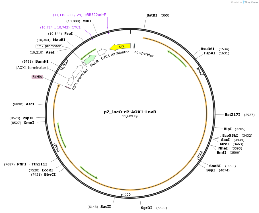 126728-plasmid-map-sequence-id-247200
