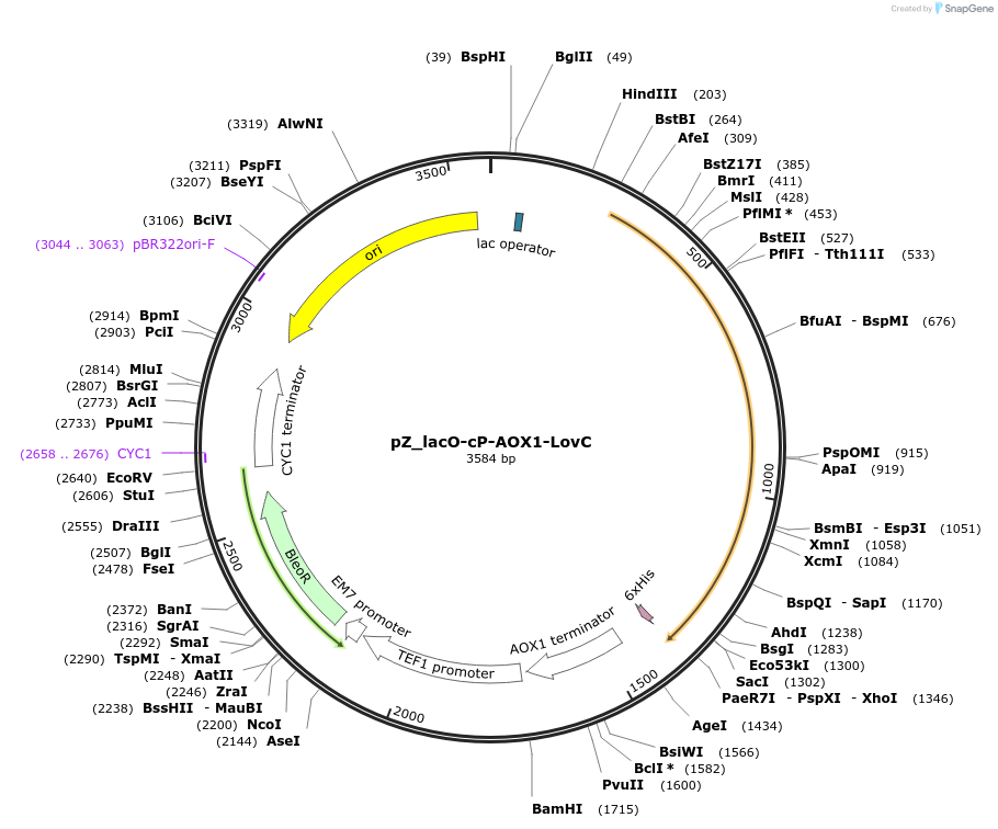 126729-plasmid-map-sequence-id-247205