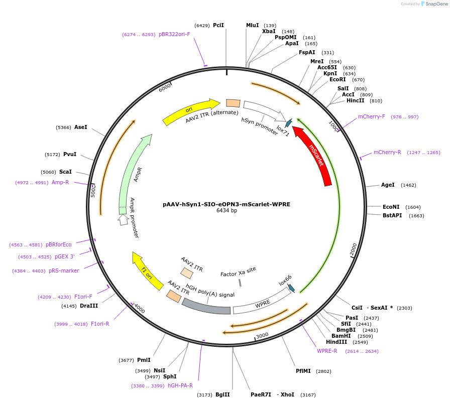 125713-plasmid-map-sequence-id-247207