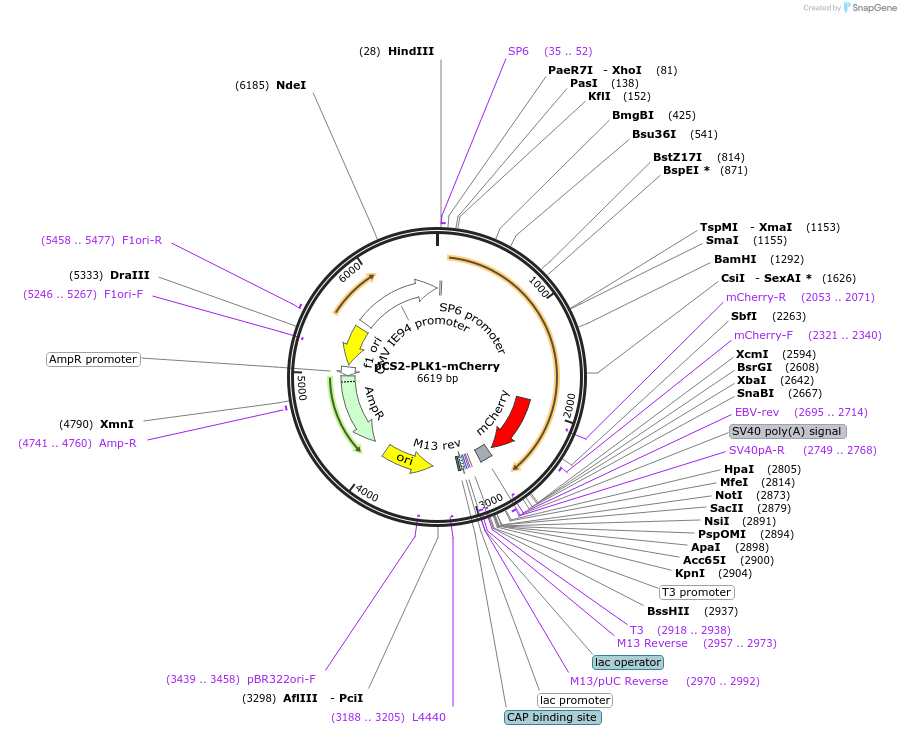127154-plasmid-map-sequence-id-247210