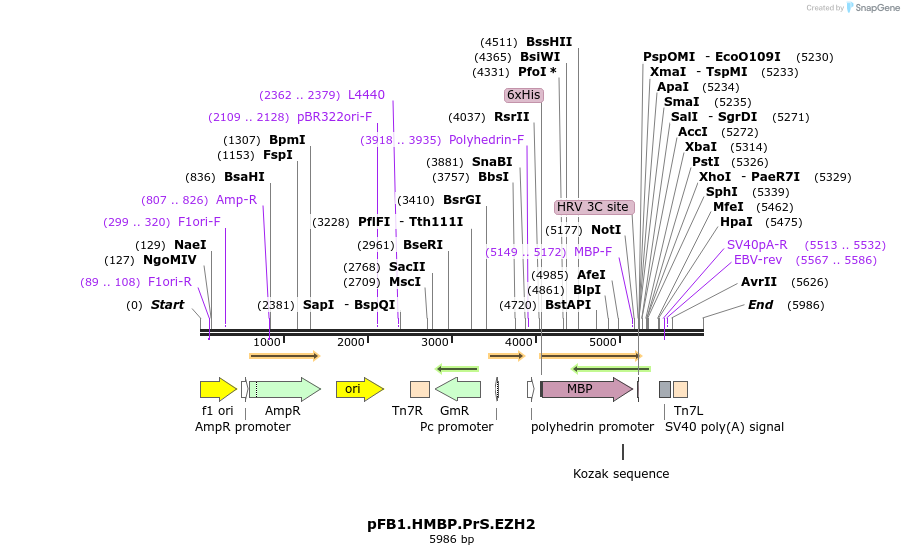 247217_map