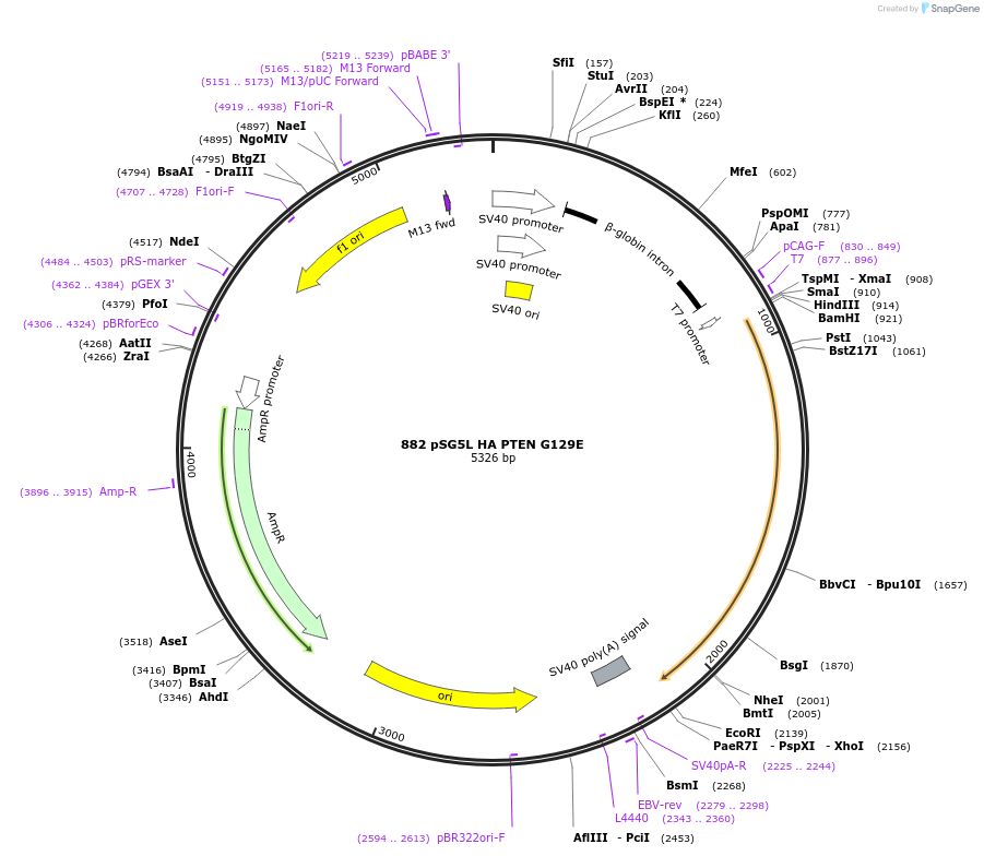 10746-plasmid-map-sequence-id-247229