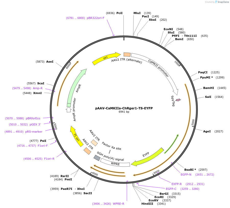 127244-plasmid-map-sequence-id-247231
