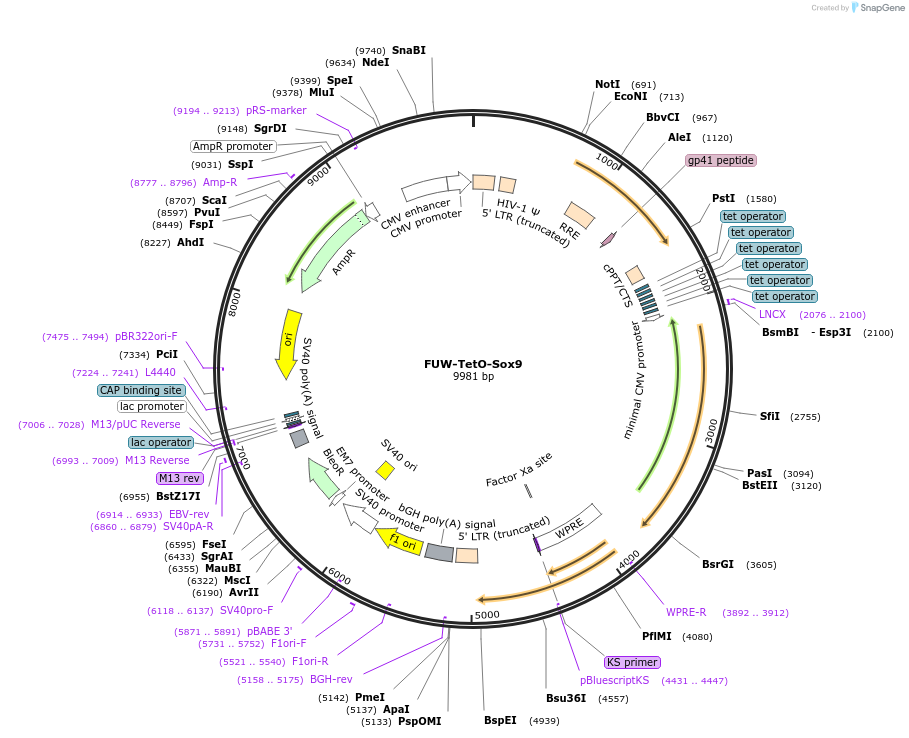 41080-plasmid-map-sequence-id-247233