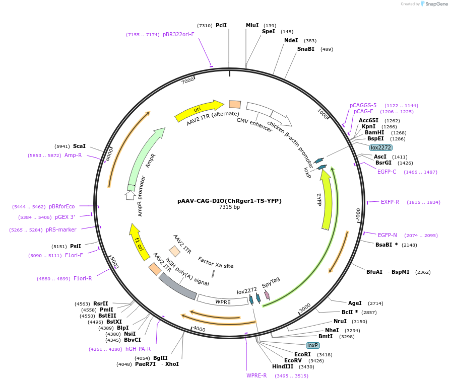 127245-plasmid-map-sequence-id-247234