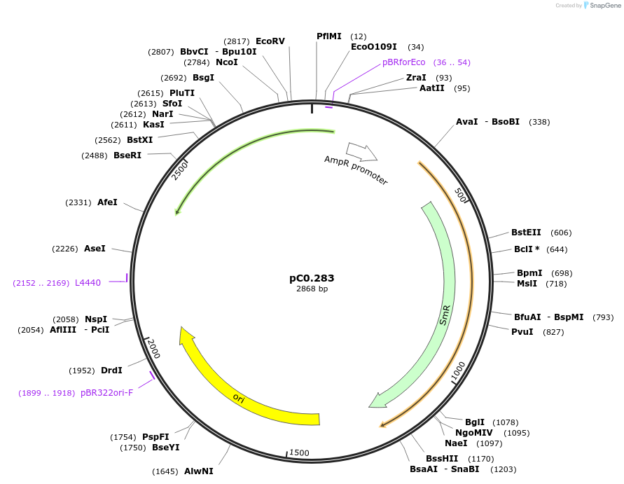 119649-plasmid-map-sequence-id-247294