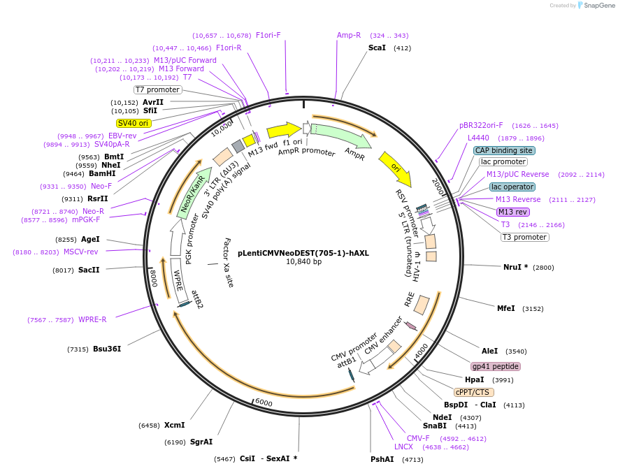 124796-plasmid-map-sequence-id-247301