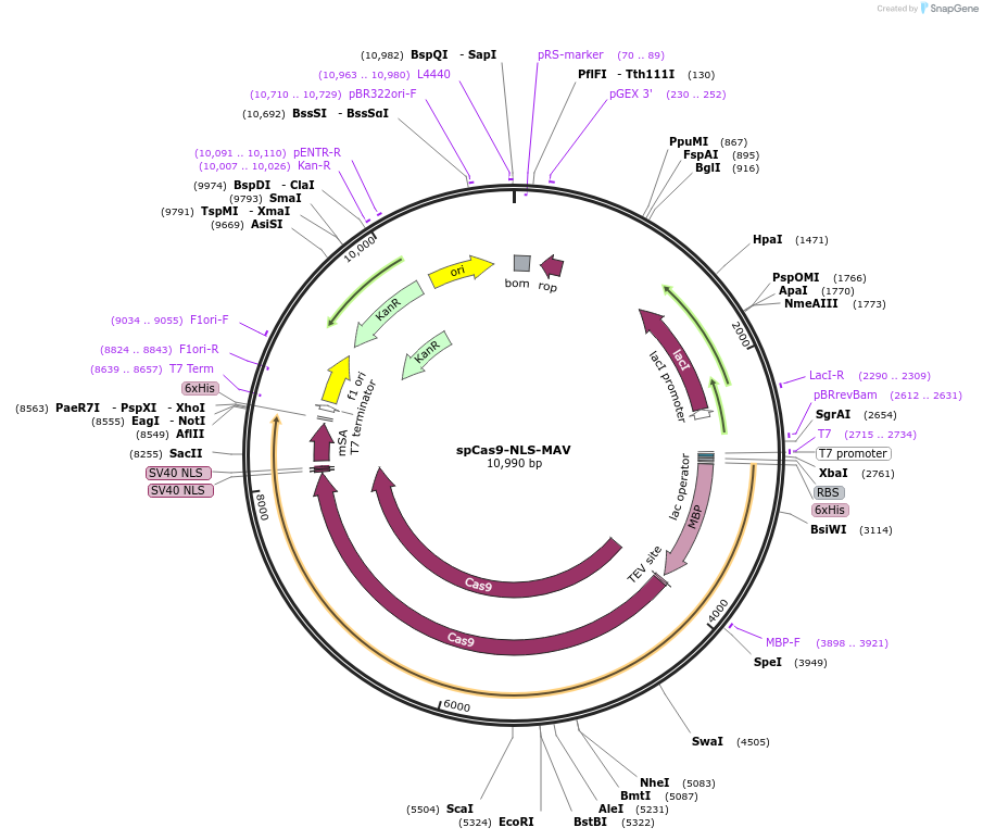 124212-plasmid-map-sequence-id-247305