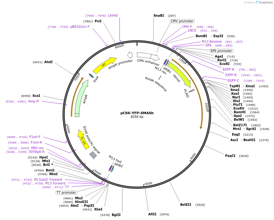 68853-plasmid-map-sequence-id-247308