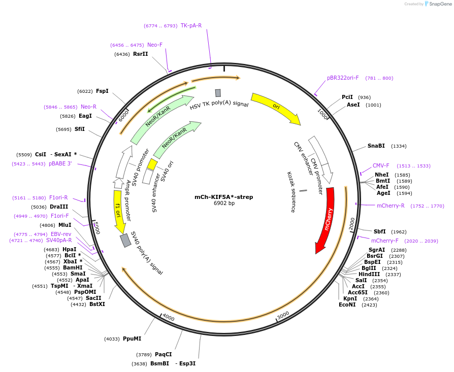 120163-plasmid-map-sequence-id-247481