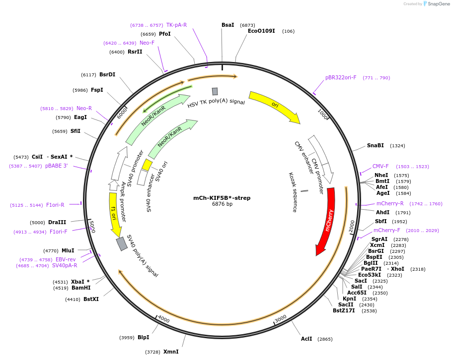 120164-plasmid-map-sequence-id-247489