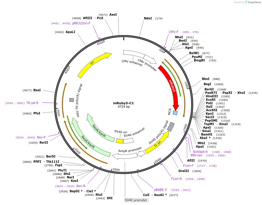 127808-plasmid-map-sequence-id-247498