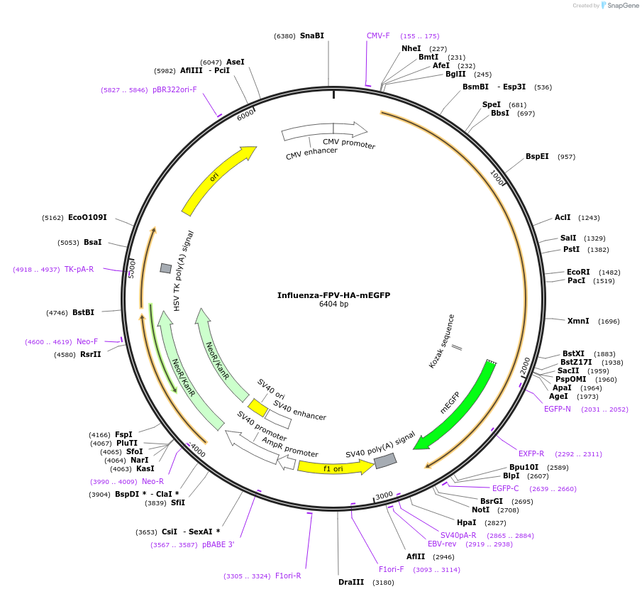 127810-plasmid-map-sequence-id-247502