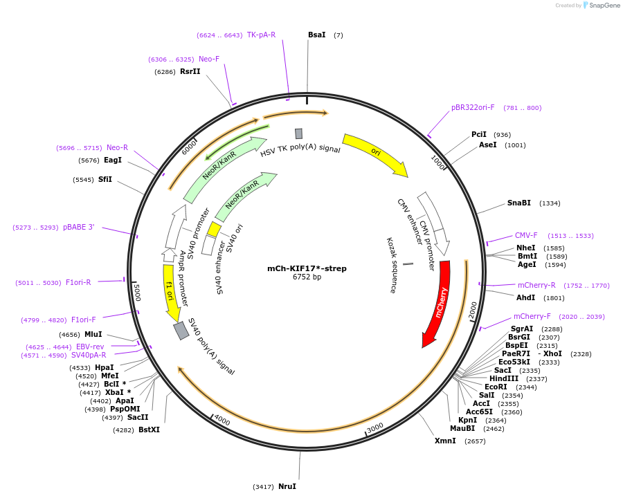 120167-plasmid-map-sequence-id-247505