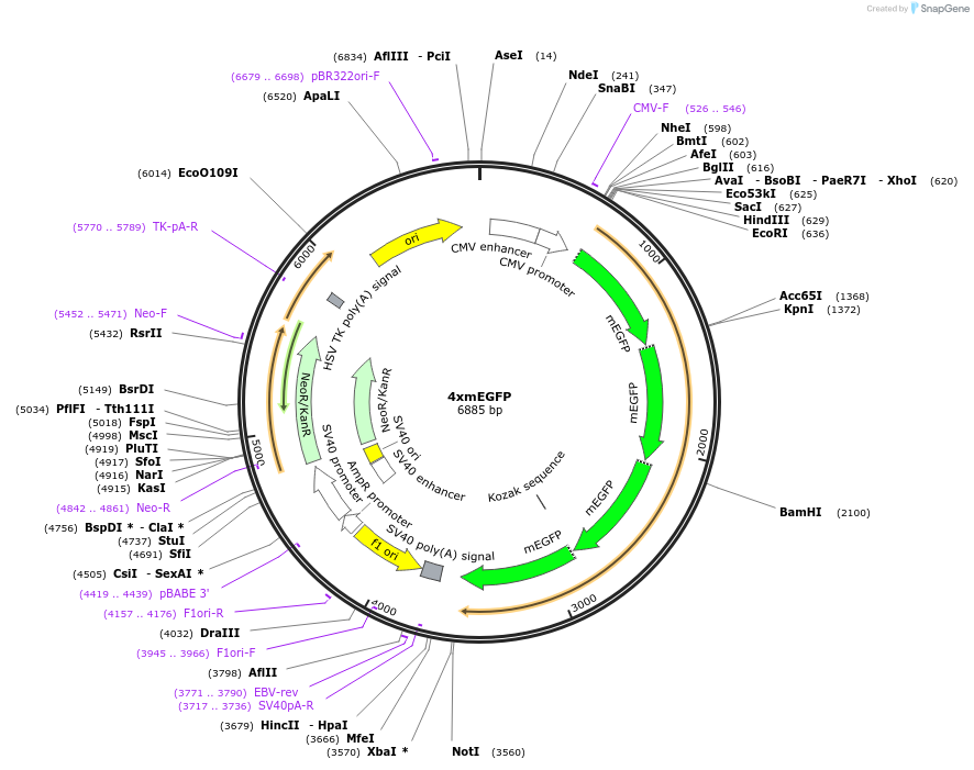 127801-plasmid-map-sequence-id-247511