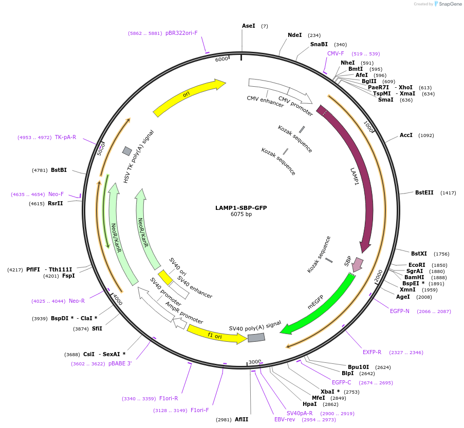 120172-plasmid-map-sequence-id-247518
