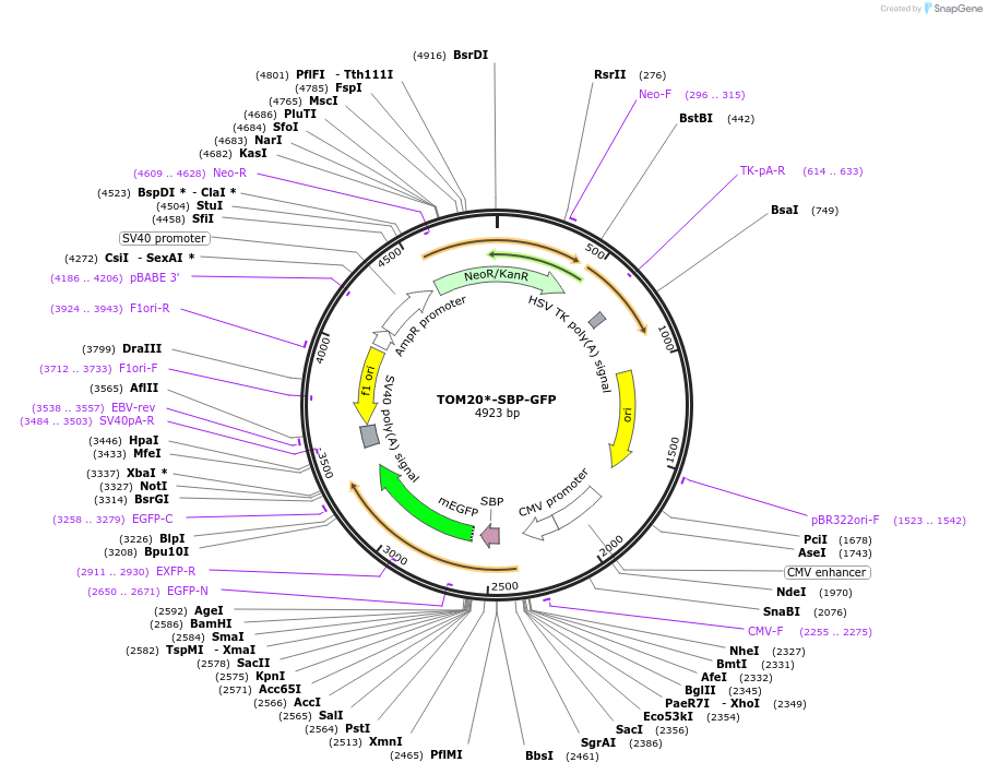 120173-plasmid-map-sequence-id-247521