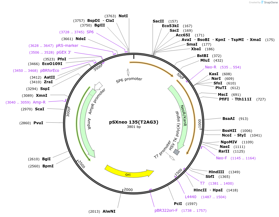 12402-plasmid-map-sequence-id-247523