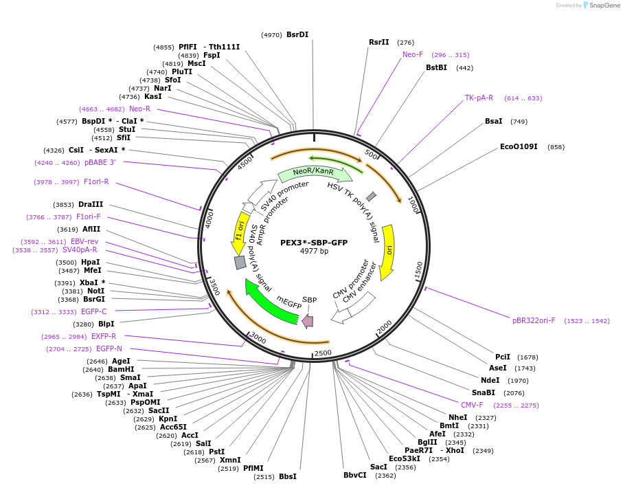 120174-plasmid-map-sequence-id-247524