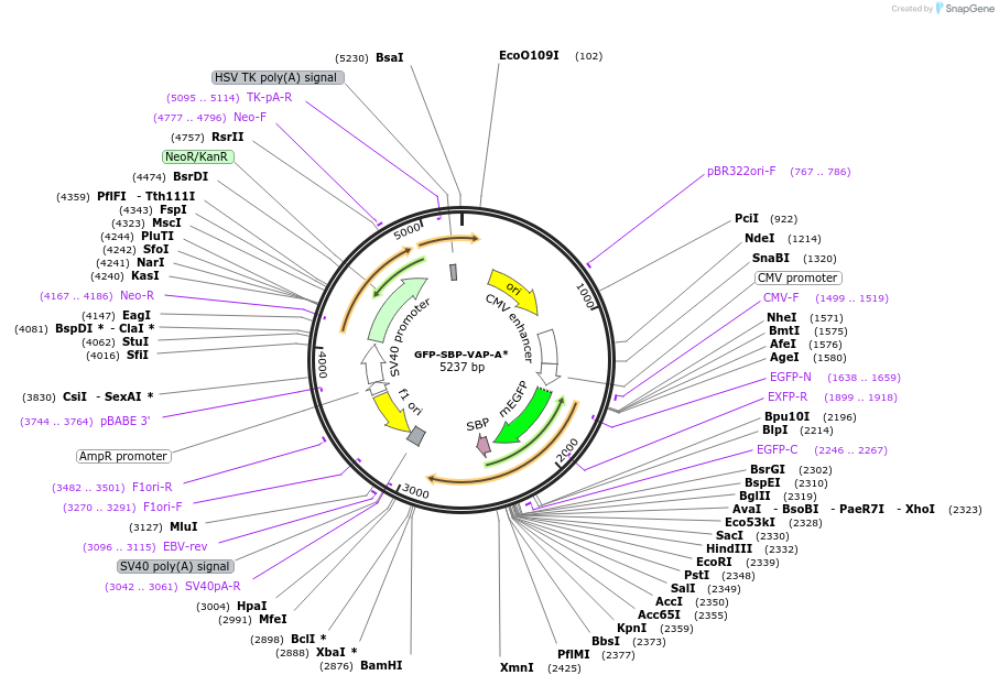 120175-plasmid-map-sequence-id-247525