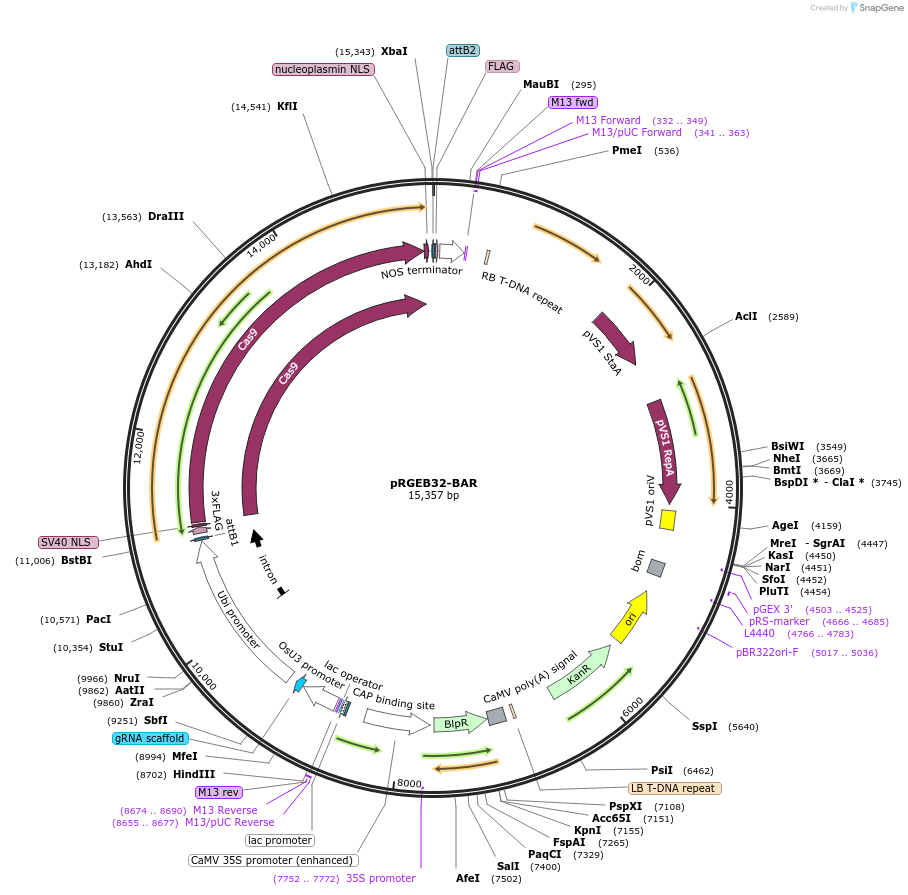 126072-plasmid-map-sequence-id-247528