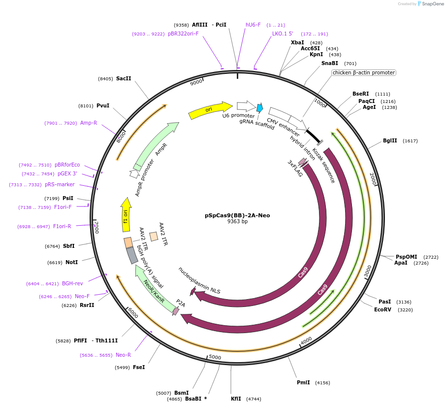 127762-plasmid-map-sequence-id-247554