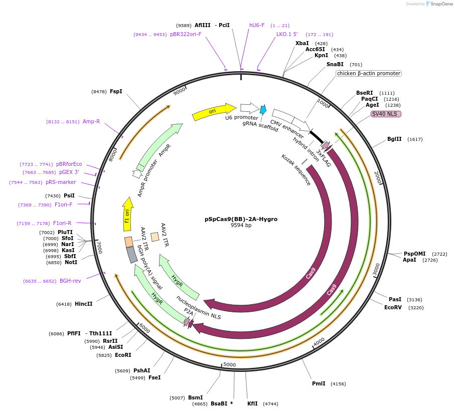 127763-plasmid-map-sequence-id-247560