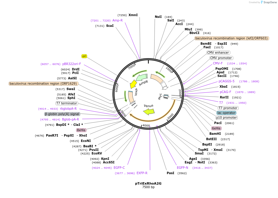 40176-plasmid-map-sequence-id-247562