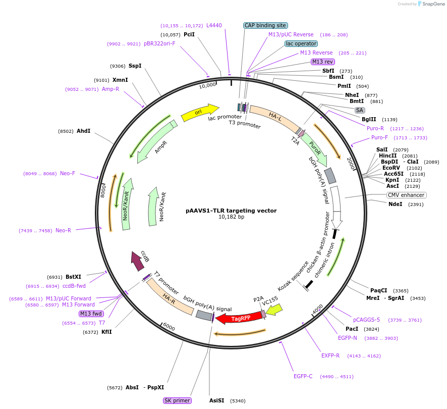 64215-plasmid-map-sequence-id-247563