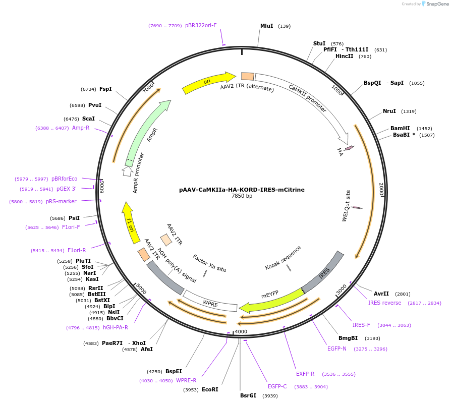 65418-plasmid-map-sequence-id-247578