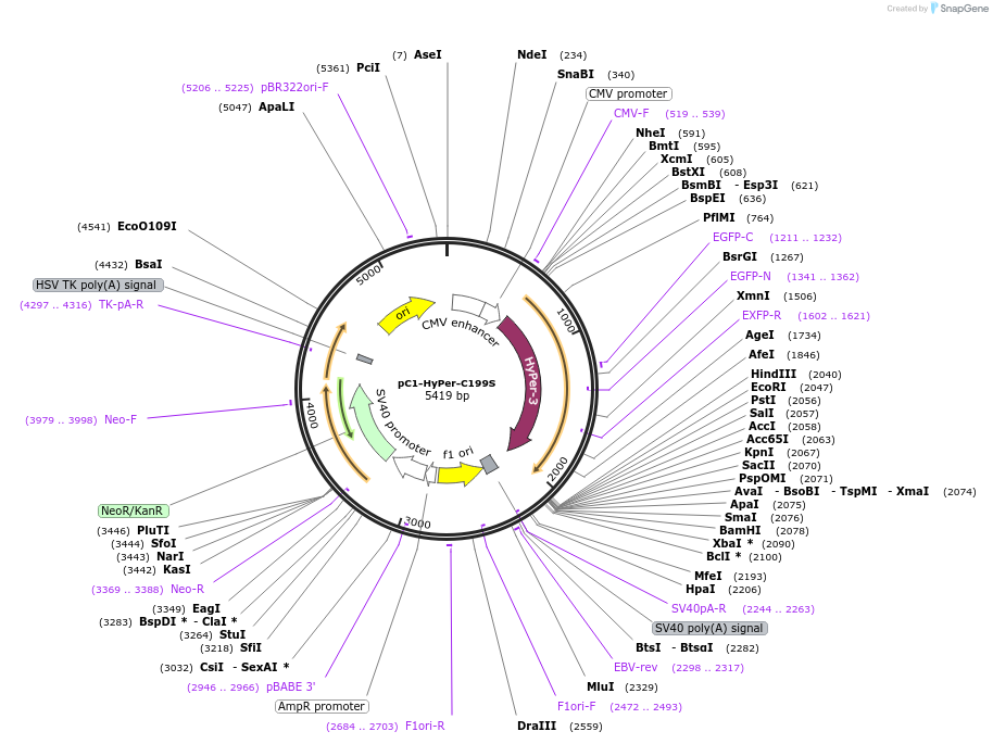 42213-plasmid-map-sequence-id-247580
