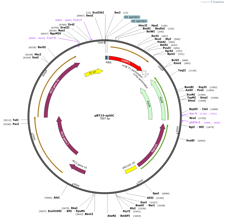 122596-plasmid-map-sequence-id-247614